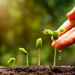 planta